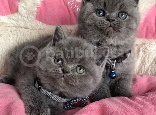 Ayı Suratlı Blue Brıtısh Shorthair Bebeklerim