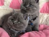 Ayı Suratlı Blue Brıtısh Shorthair Bebeklerim