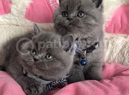 Ayı Suratlı Blue Brıtısh Shorthair Bebeklerim görsel