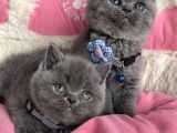 Ayı Suratlı Blue Brıtısh Shorthair Bebeklerim