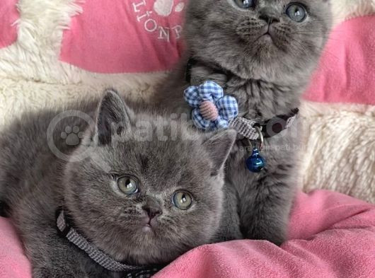 Ayı Suratlı Blue Brıtısh Shorthair Bebeklerim görsel