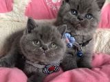 Ayı Suratlı Blue Brıtısh Shorthair Bebeklerim