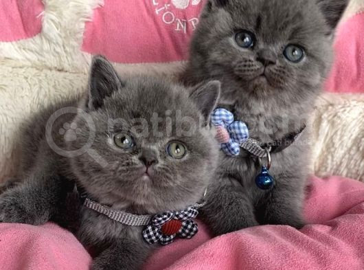 Ayı Suratlı Blue Brıtısh Shorthair Bebeklerim görsel