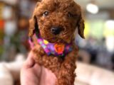 Tüy Dökmez Antialerjik En Zeki Irk Toy Poodle