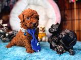 Tüy Dökmez Antialerjik En Zeki Irk Toy Poodle
