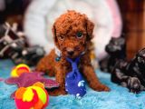 tüy dökmez antialerjik en zeki ırk toy poodle