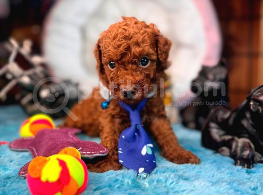 Tüy Dökmez Antialerjik En Zeki Irk Toy Poodle