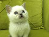 British Shorthair Blupoint