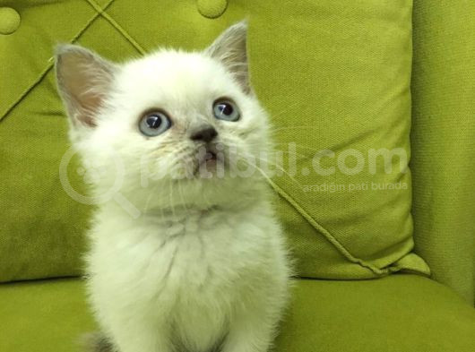 British Shorthair Blupoint görsel