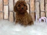Sevimli Safkan A Kali̇te Toy Poodle Yavrular