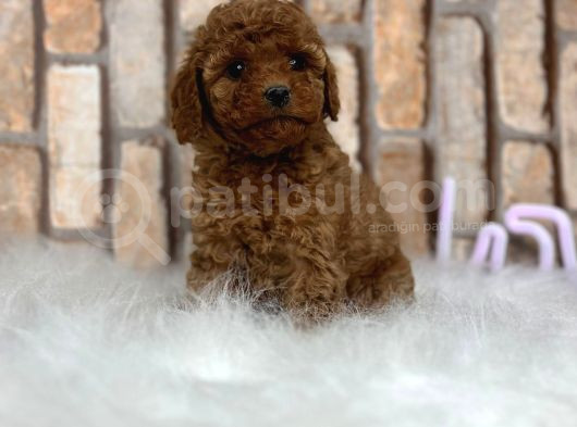 Sevimli Safkan A Kali̇te Toy Poodle Yavrular görsel