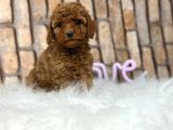 Sevimli Safkan A Kali̇te Toy Poodle Yavrular