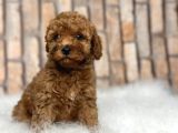 sevimli safkan A KALİTE TOY POODLE YAVRULAR