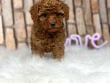 Sevimli Safkan A Kali̇te Toy Poodle Yavrular
