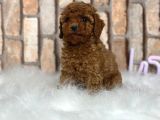 Sevimli Safkan A Kali̇te Toy Poodle Yavrular