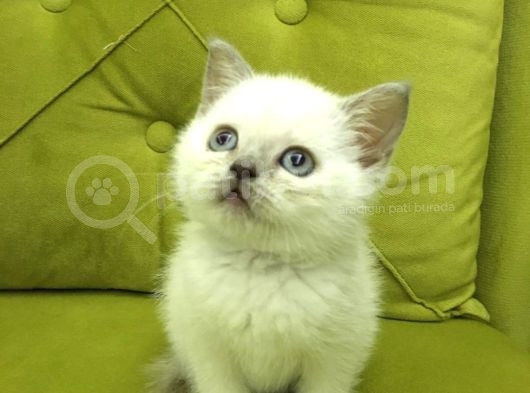 British Shorthair Blupoint