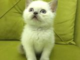 British Shorthair Blupoint