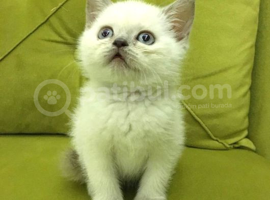 British Shorthair Blupoint görsel