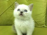 British Shorthair Blupoint