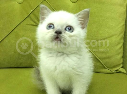 British Shorthair Blupoint görsel