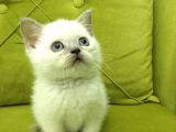 British Shorthair Blupoint