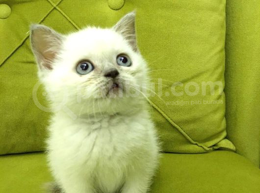 British Shorthair Blupoint görsel