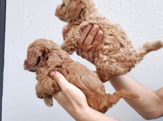 Kivir Kivir Malti̇po Yavrular Kredi̇ Kartina Taksi̇t görsel