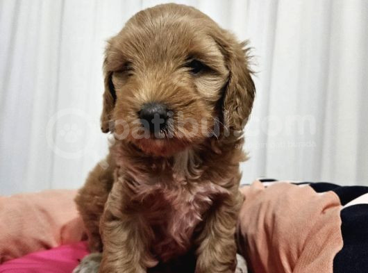 Eği̇ti̇mli̇ Malti̇po Yavrular görsel