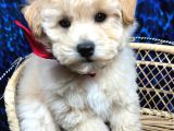 Kahve Tonlu Mini Boy Puppy Sevimli Yavrular Malti̇po Ci̇nsi̇ 