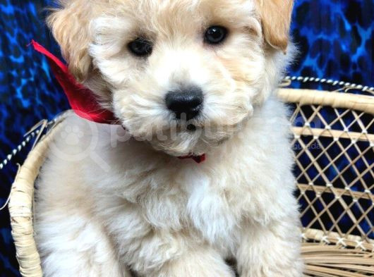 Kahve Tonlu Mini Boy Puppy Sevimli Yavrular Malti̇po Ci̇nsi̇  görsel