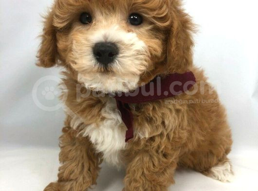 Kahve Tonlu Mini Boy Puppy Sevimli Yavrular Malti̇po Ci̇nsi̇ 