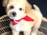 Kahve Tonlu Mini Boy Puppy Sevimli Yavrular Malti̇po Ci̇nsi̇ 