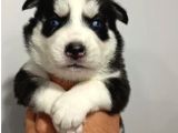 husky bebeklerimiz