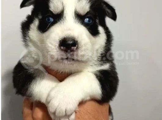 Husky Bebeklerimiz