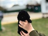 Siyah Poodle Yavrumuz