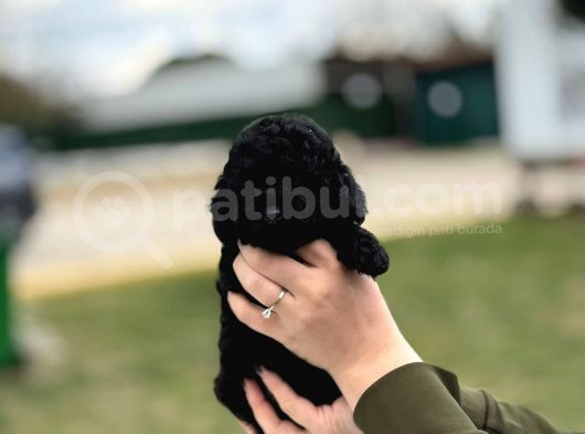 Siyah Poodle Yavrumuz görsel