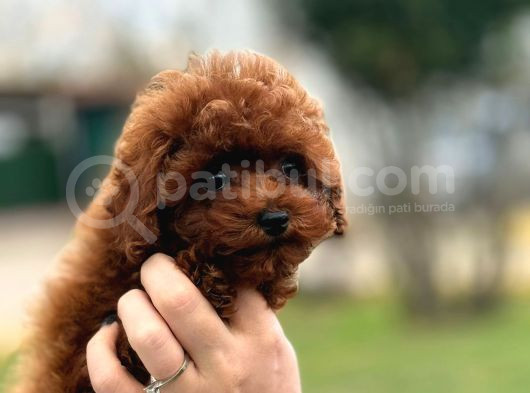 Kore Gen Red Brown Poodle görsel