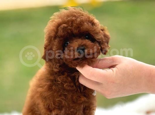 Kore Gen Red Brown Poodle