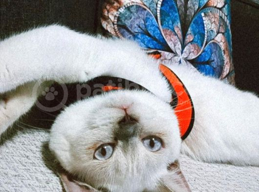 9 Aylık Safkan Dişi Sahiplendirilecektir