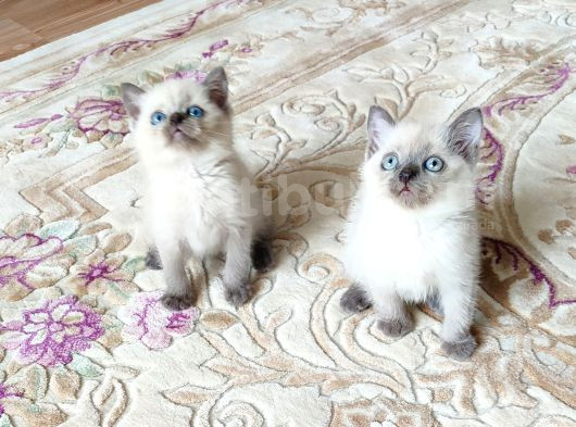 Mükemmel Blue Point Britishler Teslimi Hazırdır görsel