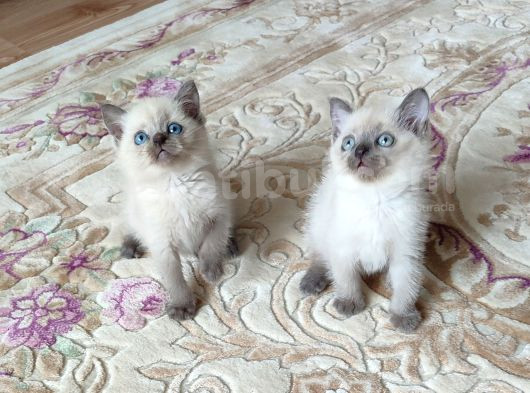 Mükemmel Blue Point Britishler Teslimi Hazırdır görsel