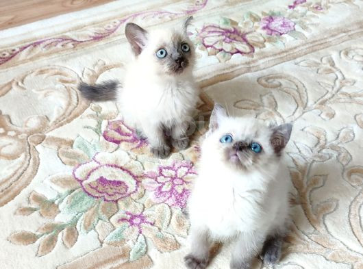 Mükemmel Blue Point Britishler Teslimi Hazırdır görsel