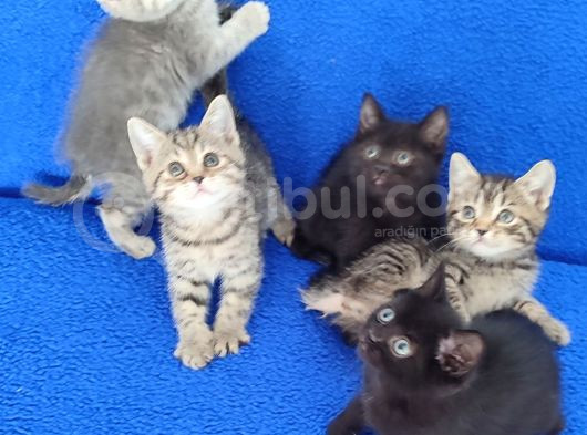 Bu Yavrulara Bakmadan Karar Vermeyi̇n görsel