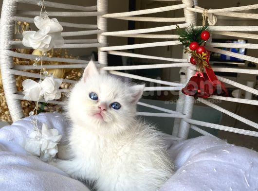 Ev Ortamindan Sağlikli Safkan görsel