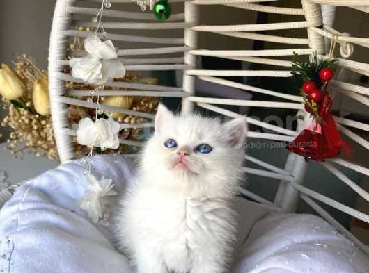Ev Ortamindan Sağlikli Safkan