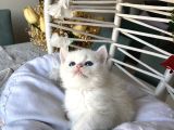 Ev Ortamindan Sağlikli Safkan