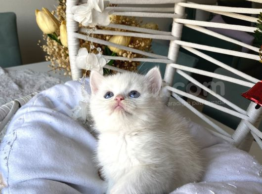 Ev Ortamindan Sağlikli Safkan görsel