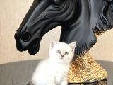 Hari̇ka Güzelli̇kte Bri̇ti̇sh Shorthai̇r Si̇lver Poi̇nt Yavrum