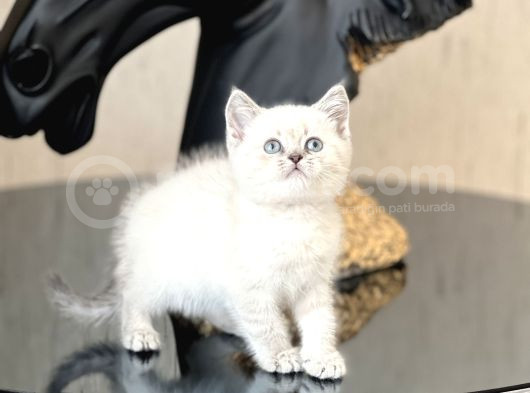 Hari̇ka Güzelli̇kte Bri̇ti̇sh Shorthai̇r Si̇lver Poi̇nt Yavrum