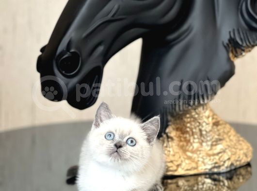 Üst Düzey Kali̇tede Bri̇ti̇sh Shorthai̇r Blue Poi̇nt Yavrum görsel